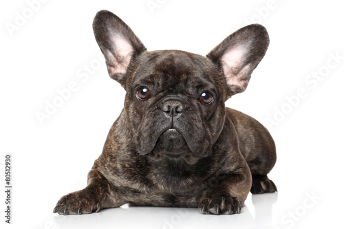 French bulldog on a white background