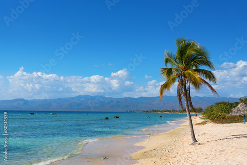 Single coconut palm tree on the beach with sun