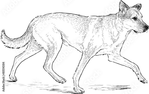 hound walks