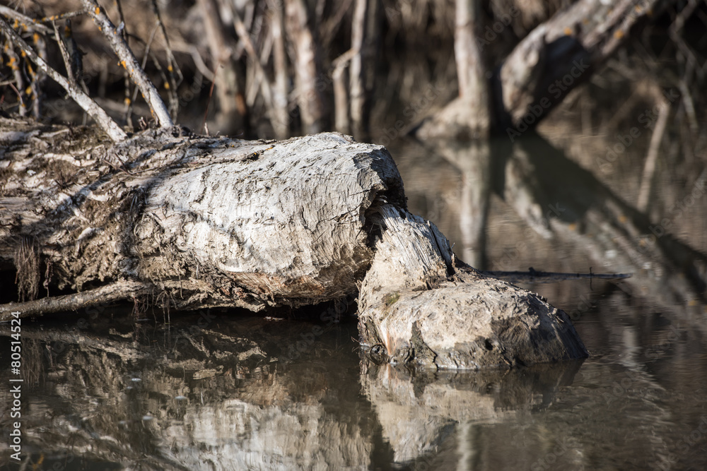 Trees in near water gnawed by beavers. Trees in near water gnawed by beavers.