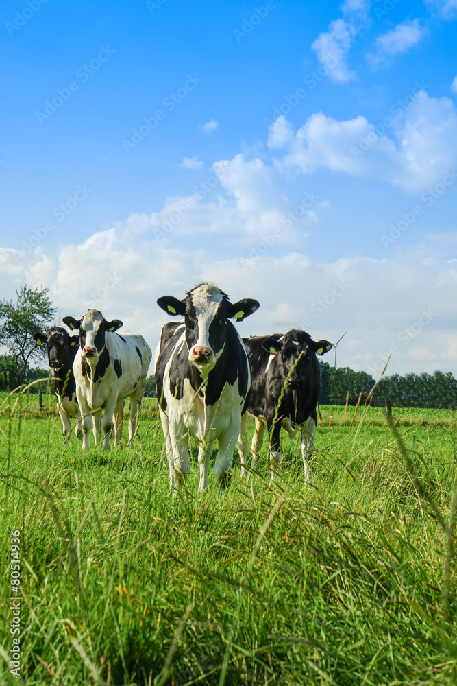 Rinder auf einer Sommerweise, Grashalme im Vordergrund