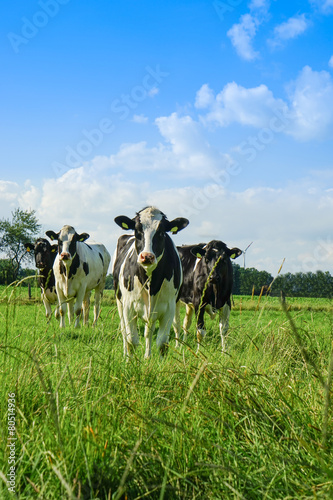 Rinder auf einer Sommerweise, Grashalme im Vordergrund © Countrypixel