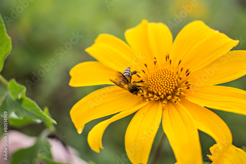 yellow chrysanthemums with a bee focus on bee