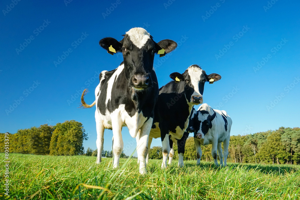 Drei schwarzbunte Milchkühe auf einer saftig grünen Wiese