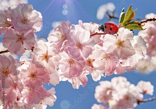 japanische rosarote Kirschblueten an blauem Himmel photo