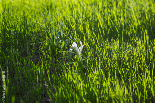 blossoming white flower