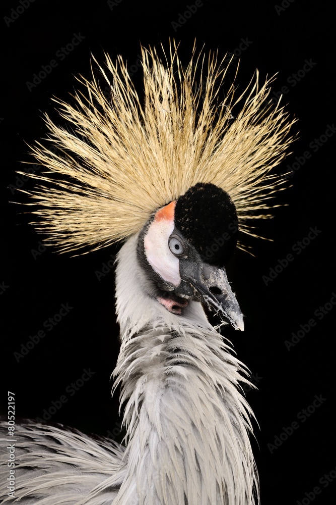 Fototapeta premium portrait of a grey crowned crane (Balearica regulorum)