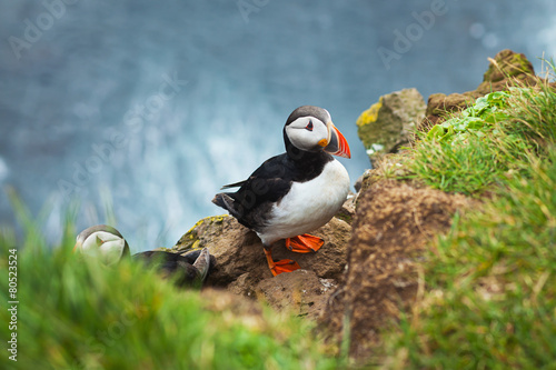 Canvas Print Beautiful Summer Picture of Icelandic Horned Puffin In Iceland