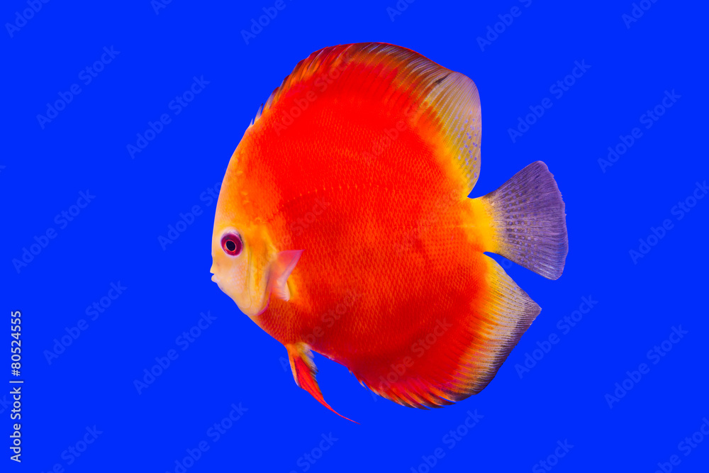 Pompadour Fish on blue background Pompadour Fish on blue background