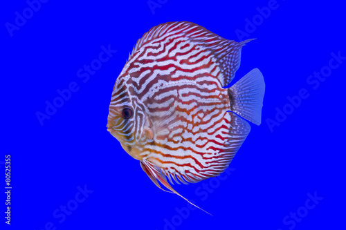 Pompadour Fish on blue background