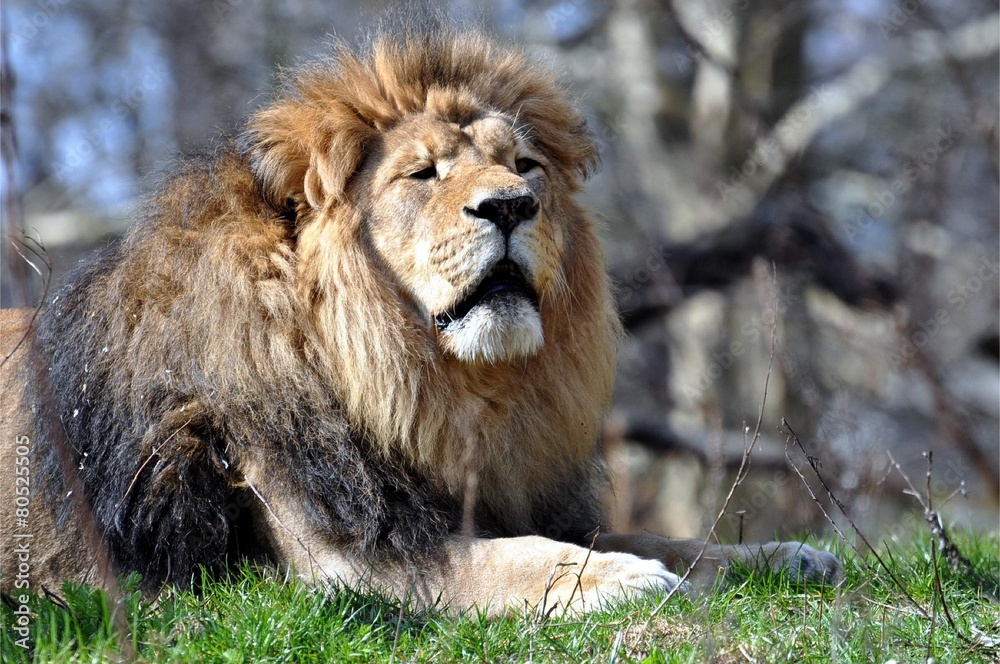 Obraz premium Indischer Löwe