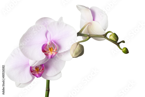 Fototapeta Naklejka Na Ścianę i Meble -  White orchid