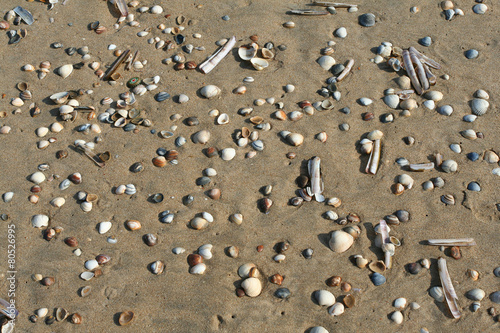 Muscheln am Strand Draufsicht