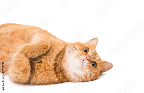 Fototapeta Naklejka Na Ścianę i Meble -  ginger cat isolated