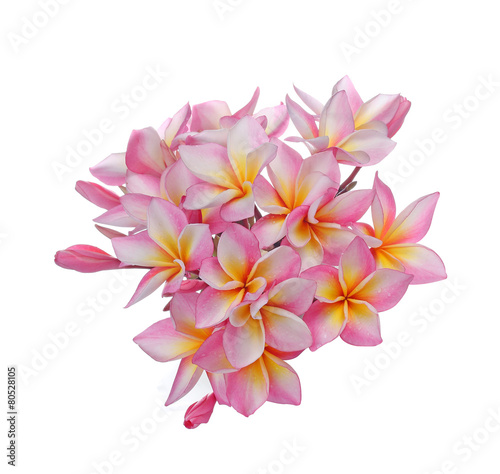Blossom of red Plumeria flower, tropical flower isolated on a wh