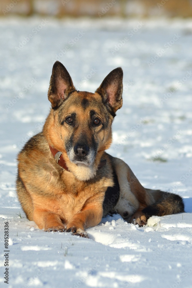 Schäferhund liegend