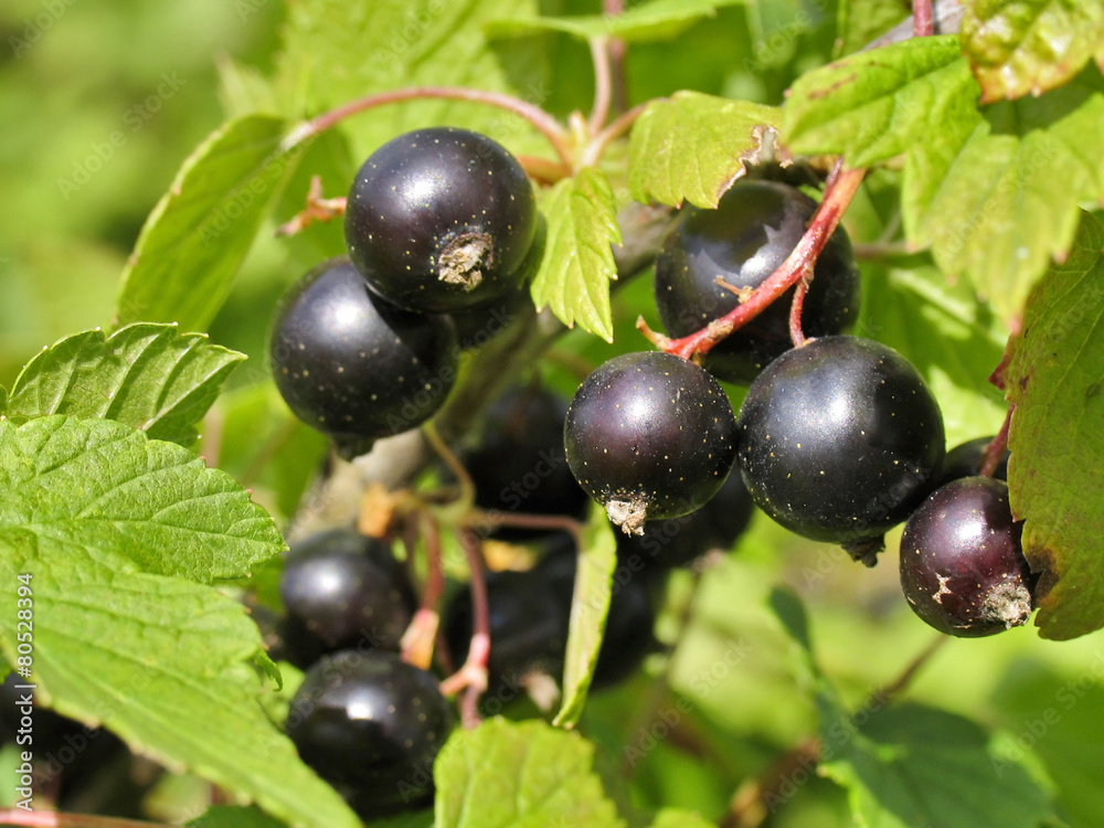 Berries of black currant. Fruiting bush of currant Berries of black currant. Fruiting bush of currant