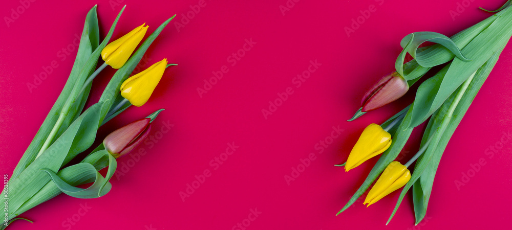 tulips tulips