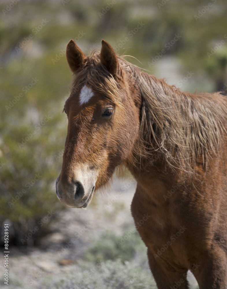 Obraz premium Profile portrait of a Nevada Wild Horse