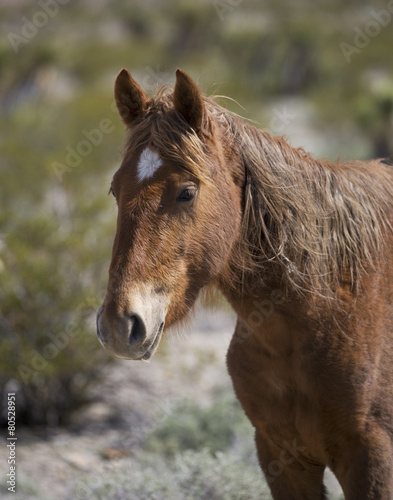 Profile portrait of a Nevada Wild Horse