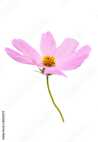 Pink daisy flower isolated © ksena32