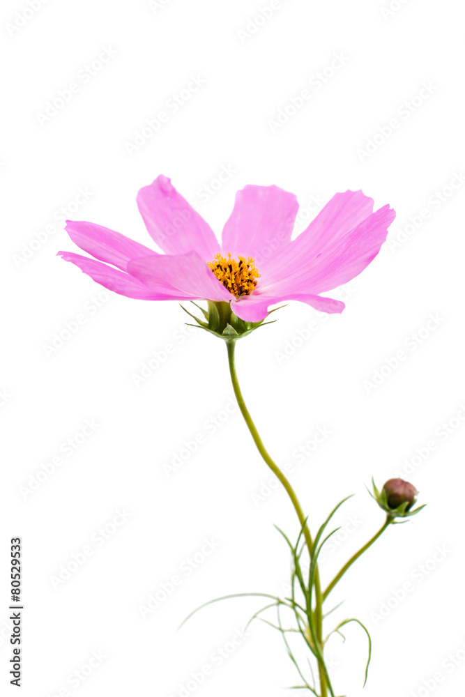 Pink daisy flower isolated