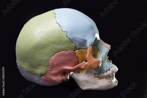Model of a human skull