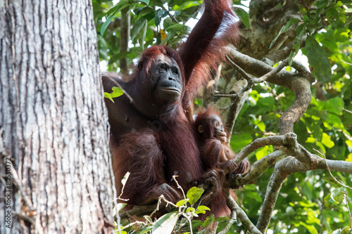 Orang Utan mit Baby