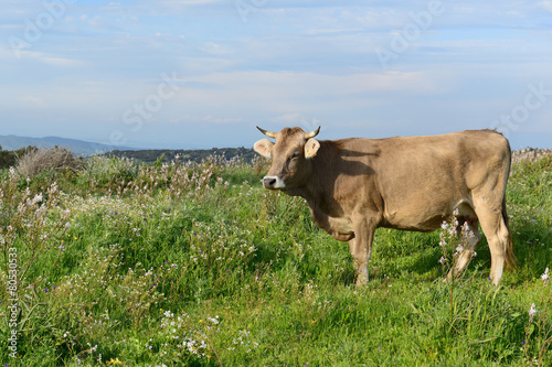 Fototapeta Naklejka Na Ścianę i Meble -  Mountain Cows