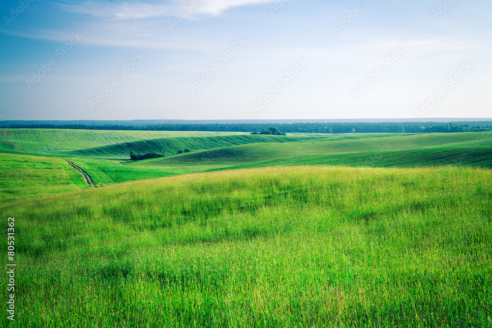 Obraz premium Green grass under blue sky