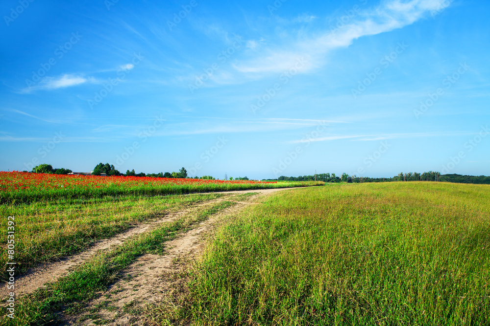 wheat field wheat field