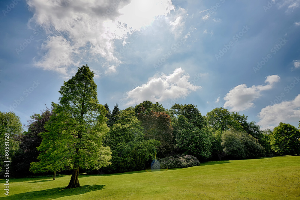 Tree alone in a sunny meadow