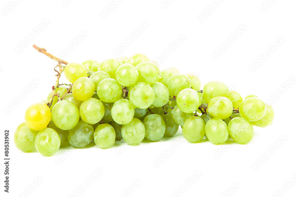 vine isolated on a white background