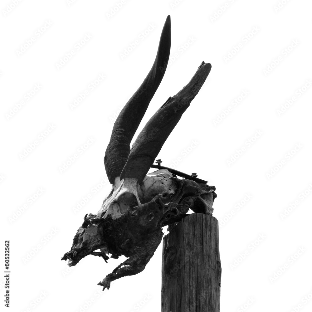 Fototapeta premium antelope skull with horns