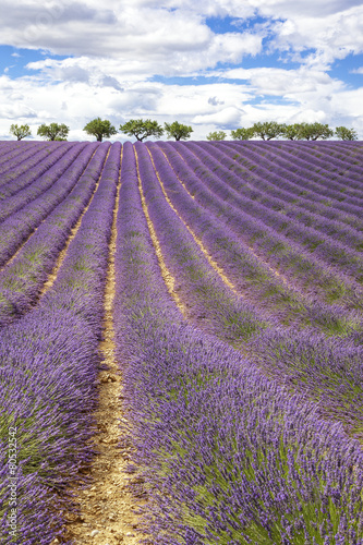 Vertical view of lavender field