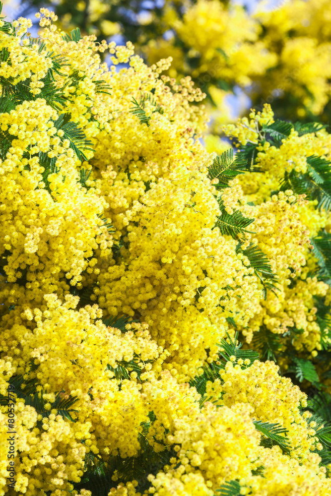 Mimosa Mimosa