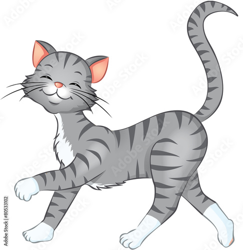graue Hauskatze Kater