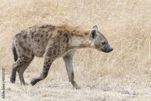 Adult spotted hyena