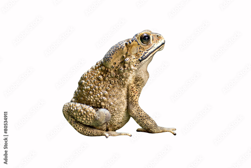 Fototapeta premium Toad isolated on white