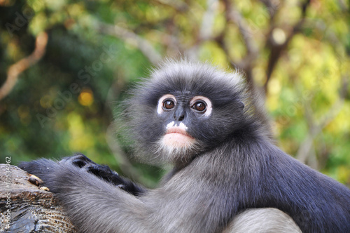 Dusky Leaf Monkey.