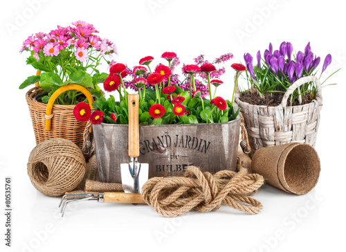 Spring flowers in wooden bucket with garden tools. Isolated on