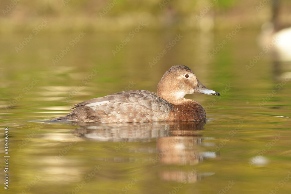 Common Pochard, Pochard, Aythya ferina Common Pochard, Pochard, Aythya ferina