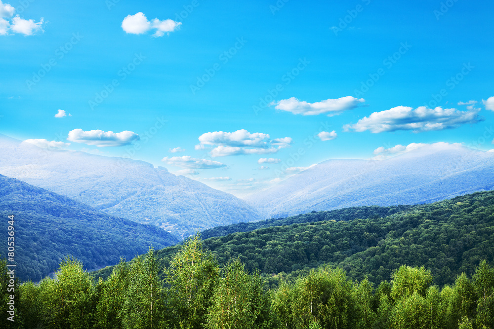 Pine tree forest