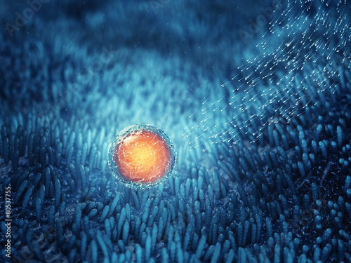 Sperm cells fertilizing an egg cell , Fertilization