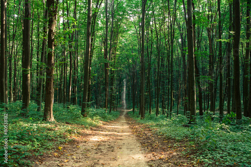 beautiful green forest