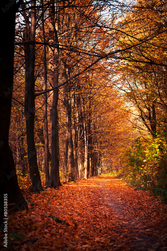 Obraz premium autumn forest trees