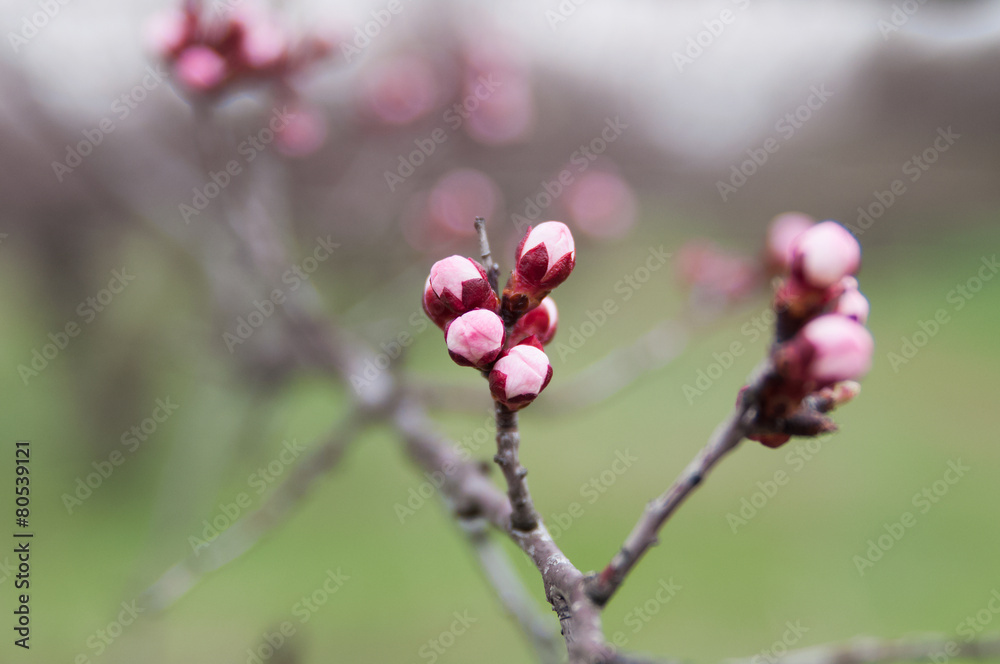 flowers of apricot