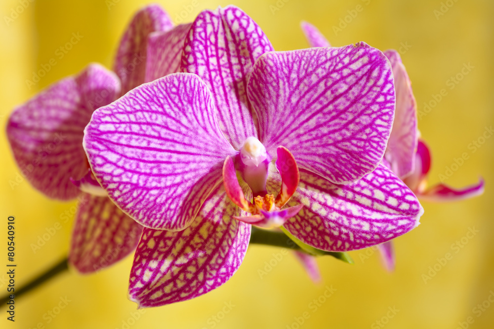 Orchid flower