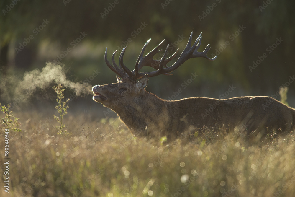 Obraz premium Red deer - Cervus elaphus
