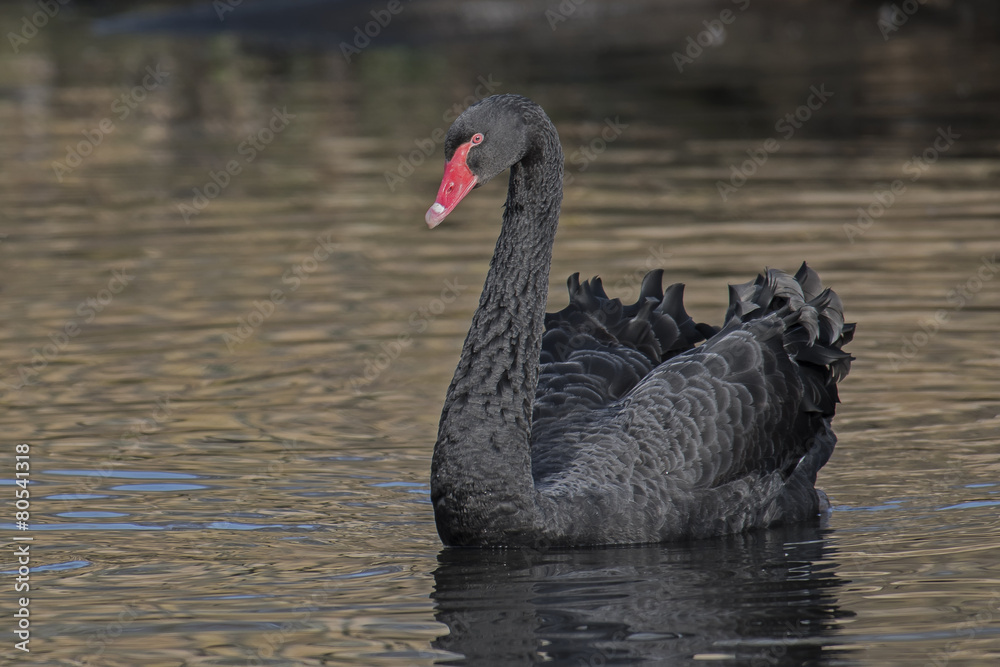 Fototapeta premium Black Swan